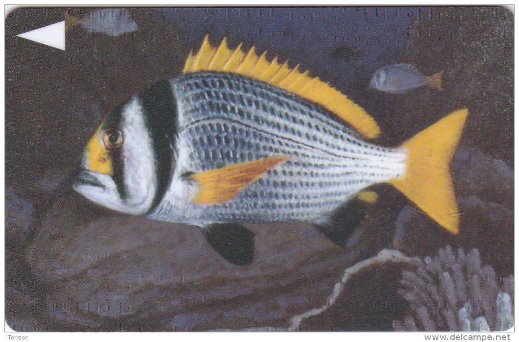 Bahrain, 40BAHK,  Fish Of Bahrain, Doublebar Bream, 2 Scans. - Bahrein