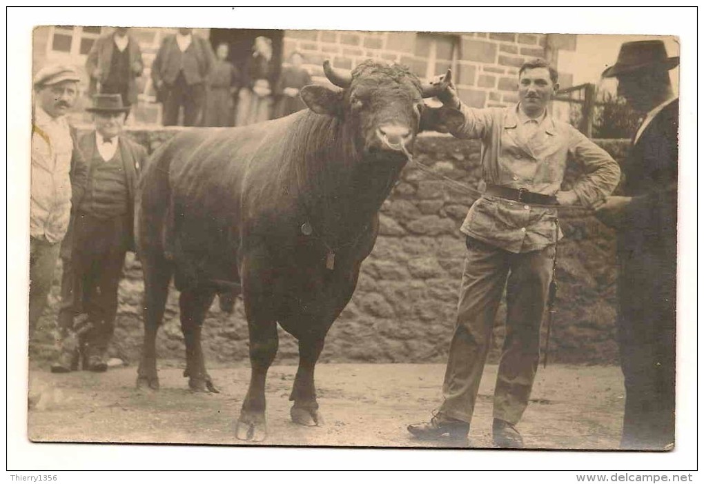 22 Carte Photo 22 Lanvellec Race Bovine Concours - Lanvellec