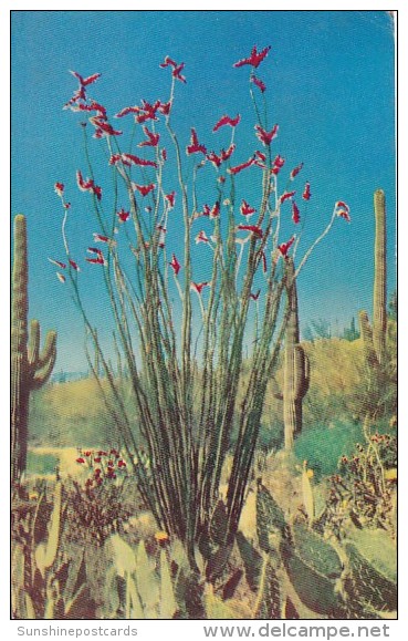 Ocotilla In Bloom In Arizona 1955 - Cactusses