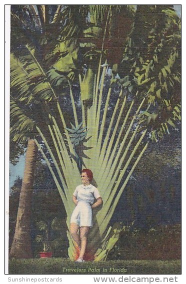 Beautiful Girl With Travelers Palm In Florida - Trees