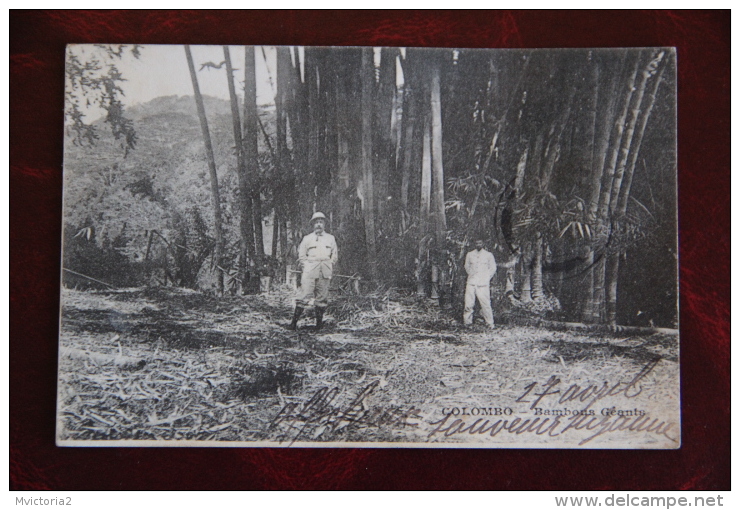 COLOMBO - Bambous Géants - Sri Lanka (Ceylon)