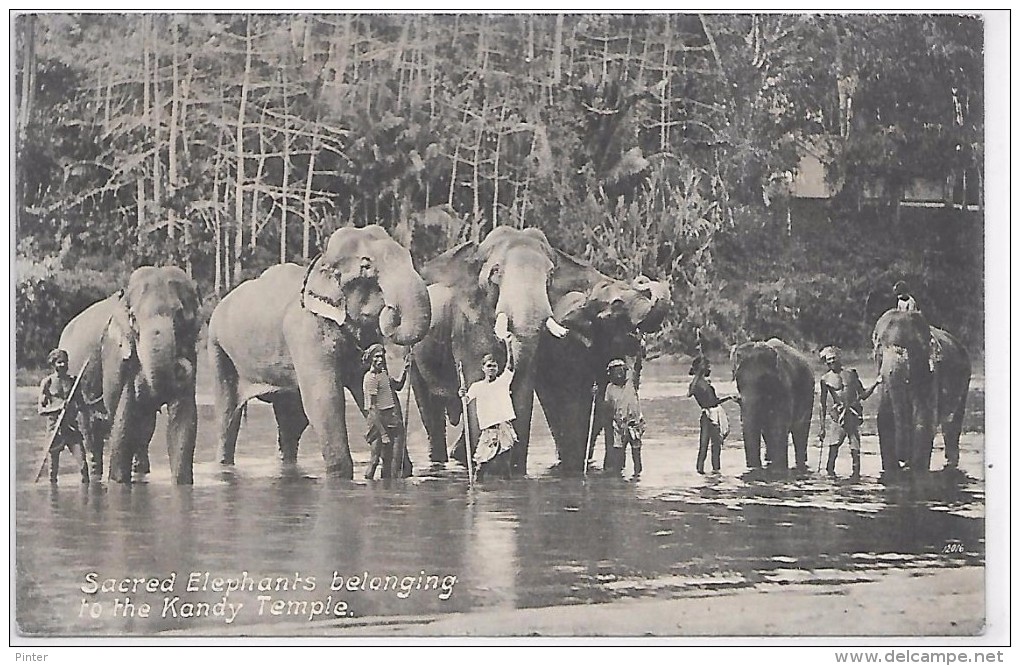 CEYLAN - Sacred ELEPHANTS Belonging To The Kandy Temple - Sri Lanka (Ceylon)