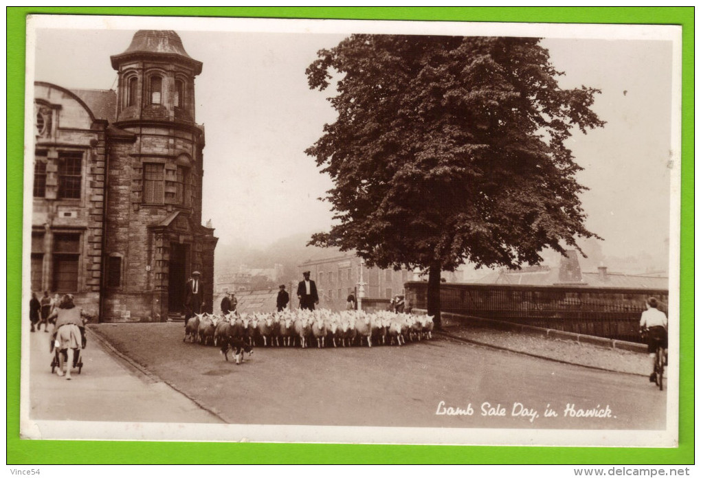 HAWICK - Lamb Sale Day Carte Non Circulé Real Photograph - Roxburghshire