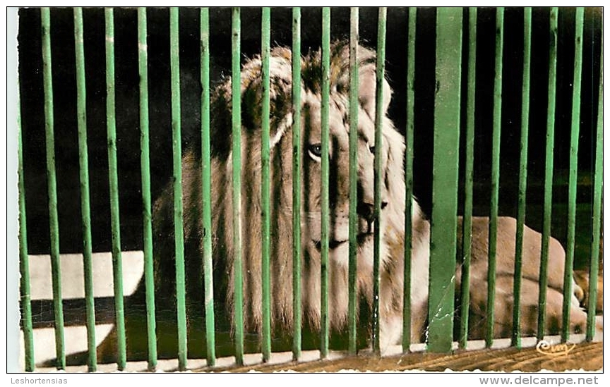 LYON PARC DE LA TETE D'OR LION DU TCHAD - Lions