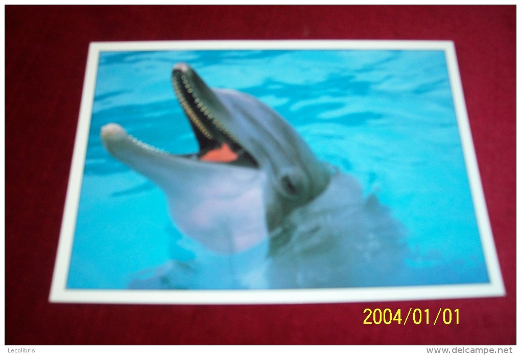 CARTE THEME   DAUPHINS - Dauphins