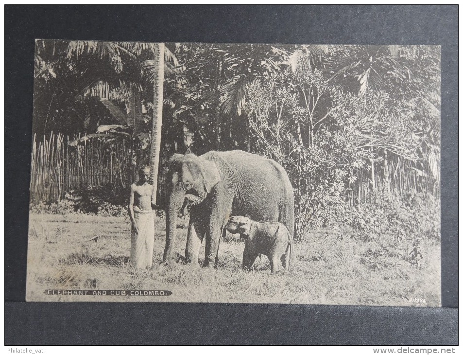 CEYLAN - Eléphant Et Son Petit - P 15188 - Sri Lanka (Ceylon)