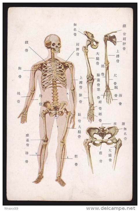 Human Anatomy - Bones, Japan's Vintage Postcard - Salute