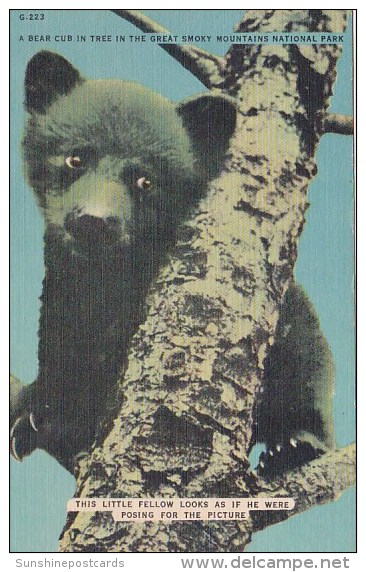 A Bear Cub In Tree In The Great Smorky Mountains National Park Tennessee - Smokey Mountains