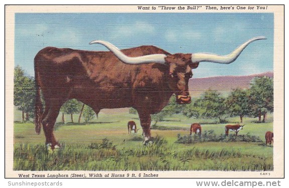 Want To Throw The Bull Then Here's One For You West Texas Longhorn ( Steer ) Width Of Horns 9Feet 6Inches Amarillo Texas - Amarillo