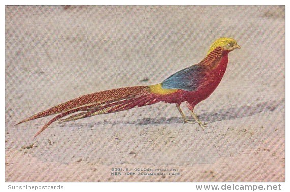 Golden Pheasant New York Zoological Park New York City New York - Other & Unclassified