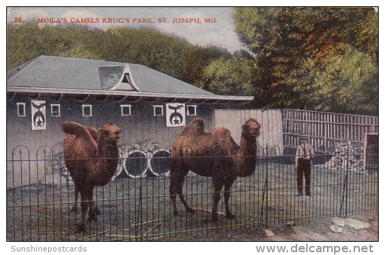 Moila's Camels Krug's Park Saint Joseph Missouri 1913 - St Joseph