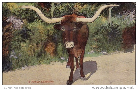 A Texas Longhorn San Antonio Texas 1914 - St Joseph