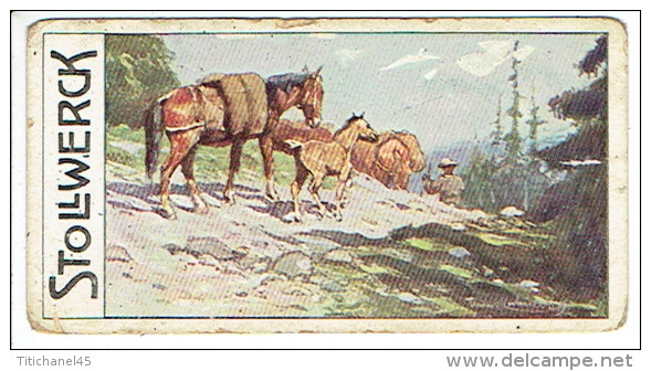 Chromo Chocolat STOLLWERCK Groupe 459 N° IV - Chevaux De Bât Dans Les Montagnes - Stollwerck