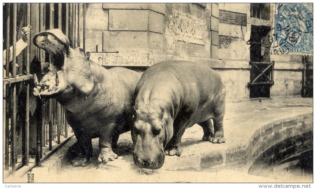 75 - PARIS - Jardin Des Plantes - Hippopotames Kako Et Liza - Hippopotamuses