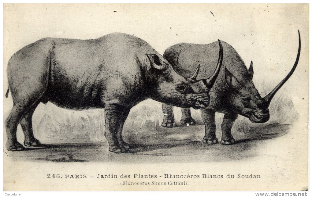 75 - PARIS - Jardin Des Plantes - Rhinocéros Blancs Du Soudan - Rhinocéros