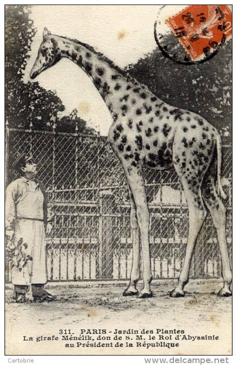 75 - PARIS - Jardin Des Plantes - La Girafe Ménélik, Offerte Par Le Roi D'Abyssinie - Jirafas