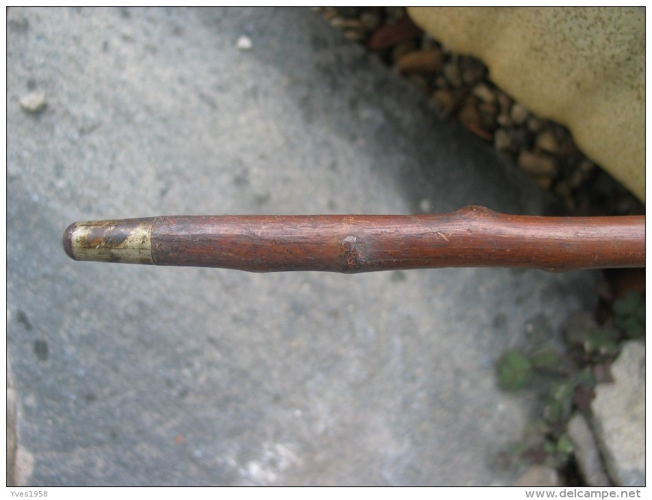 Ancienne Canne Stylet,dague en bois d'épineux,19e ,début de siècle.