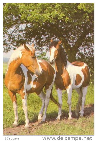 HORSES / PFERDE / CHEVAUX /  POSTCARD UNUSED    ( H  3069  / - Caballos