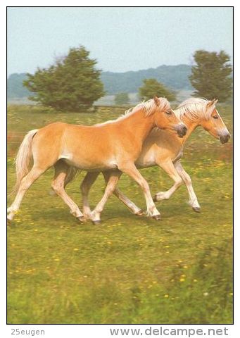 HORSES / PFERDE / CHEVAUX /  POSTCARD UNUSED    ( H  3072  / - Pferde