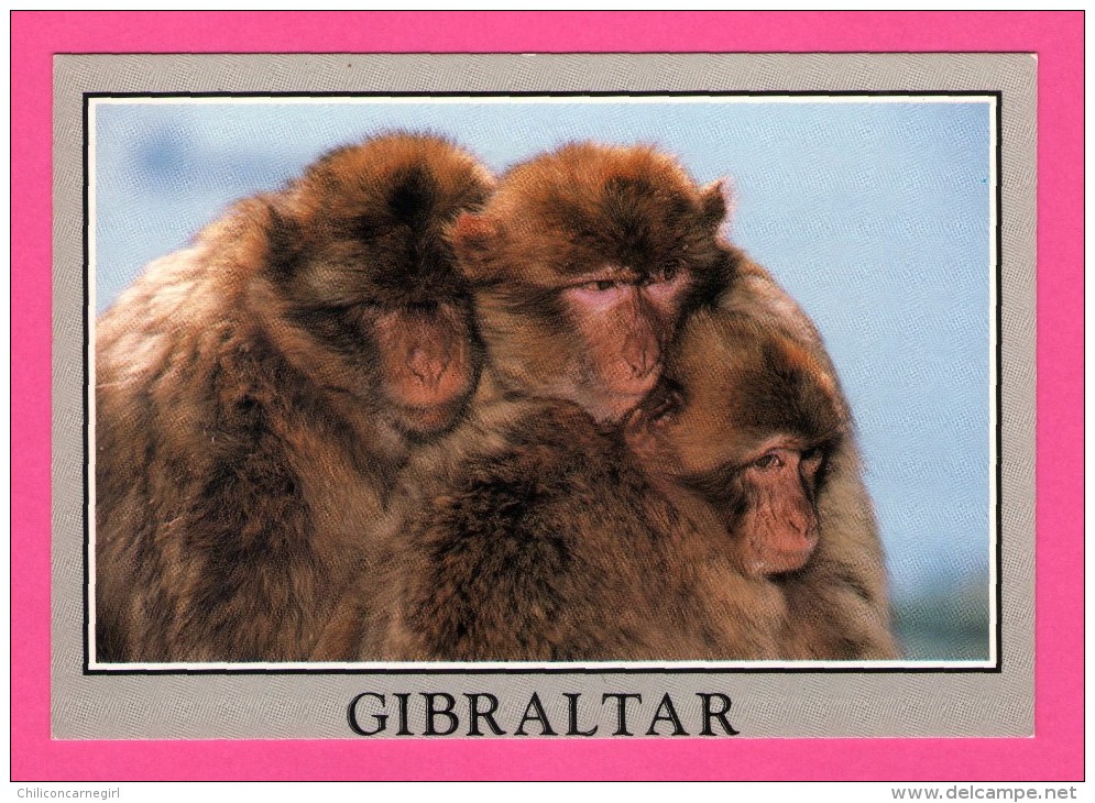 3 Singes - Gibraltar - Rock Ape - ESTORIL Ltd - 92 - Monos