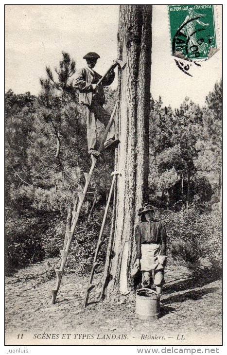 Scènes Et Types Landais Résiniers - Arbres