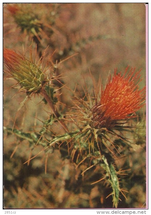 Flowers - Cactus In Bloom, 1974., Yugoslavia (2141-01) - Sukkulenten