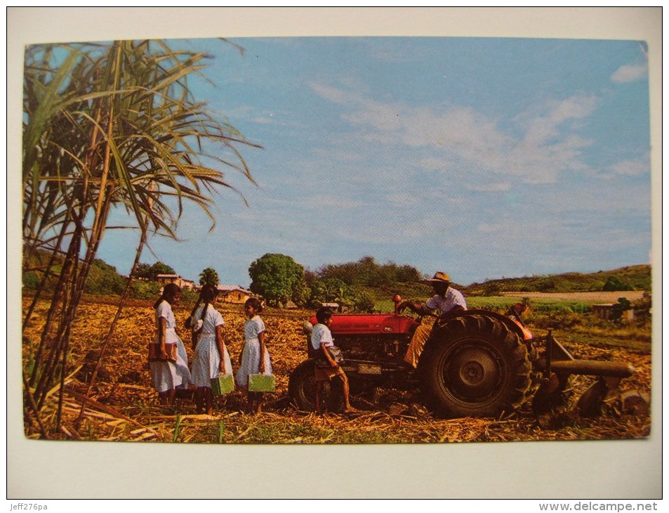 CPM Fidji - Indian Cane Farmer - Récolte De La Canne à Sucre Avec Tracteur    A Voir ! - Figi