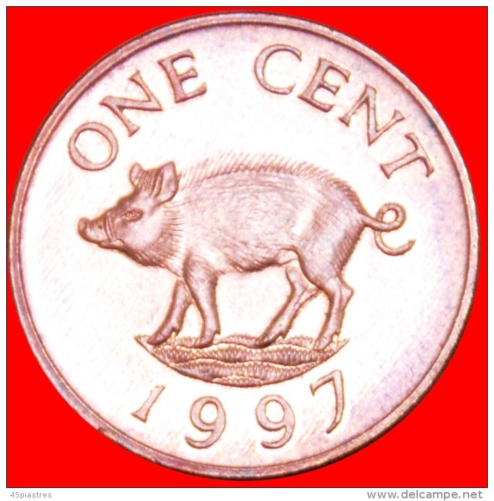 &#9733;PIG AND QUEEN: BERMUDA &#9733; 1 CENT 1997! LOW START&#9733; NO RESERVE!!! - Bermudes