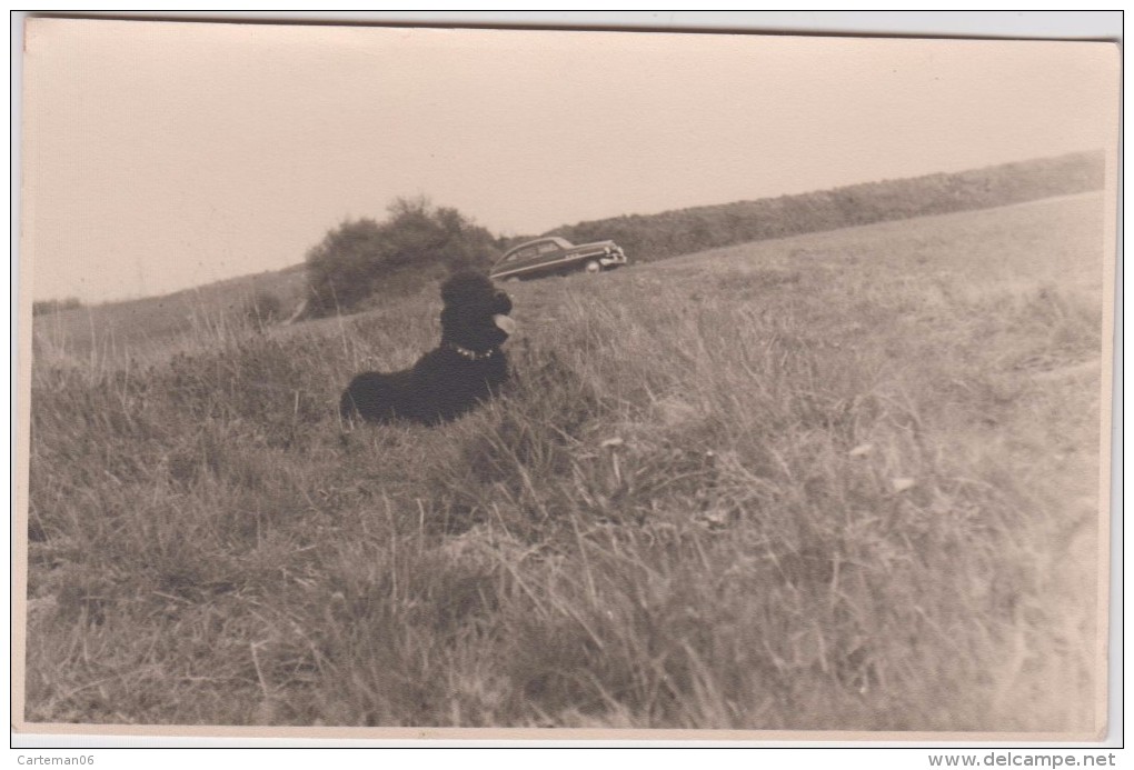 Animaux - Chien - Caniche Dans Un Champ (Voiture à Identifier) - Photo Format: CPA - Automobili