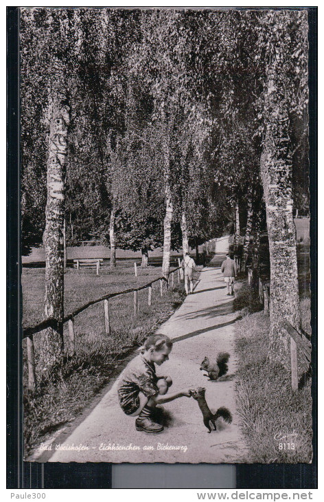 Bad Wörishofen - Eichhörnchen Am Birkenweg - Bad Woerishofen