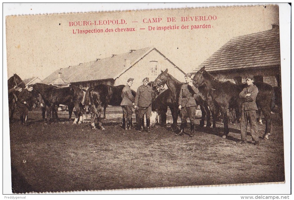 CAMP DE BEVERLOO INSPECTION DES CHEVAUX - Leopoldsburg (Camp De Beverloo)