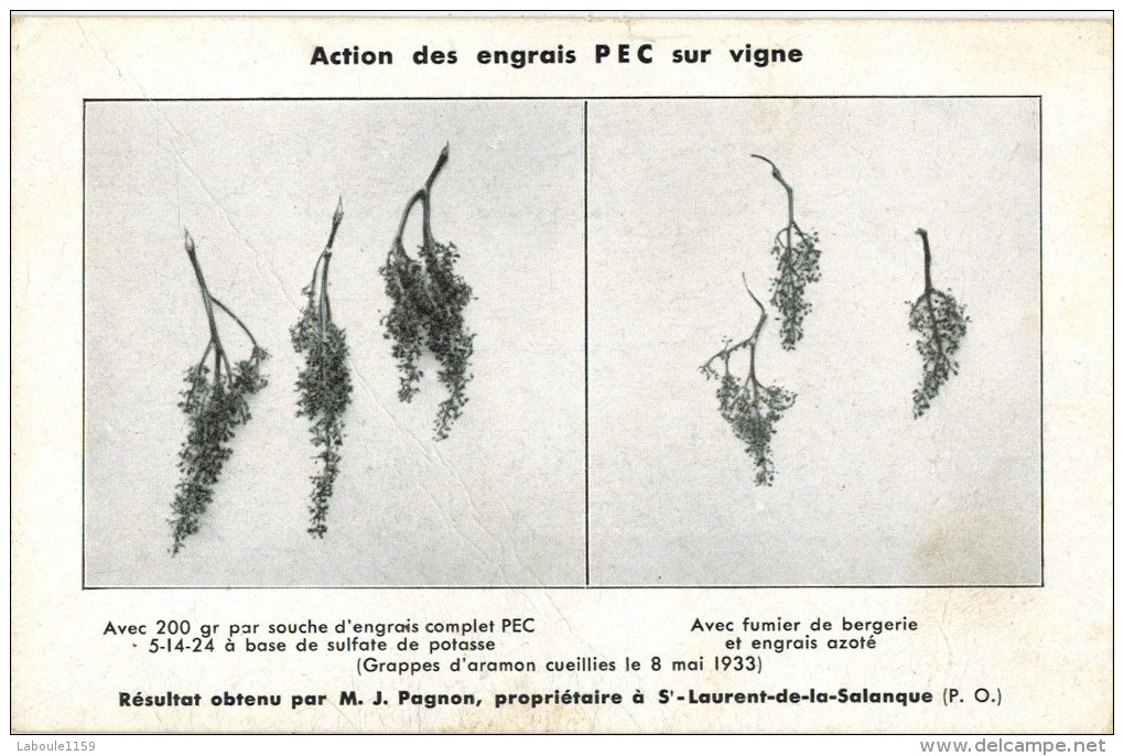 PROPRIETE PAGNON ST LAURENT DE LA SALANQUE RARE PUBLICITE Action Des Engrais PEC Sur Vigne Aramon Sulfate Potasse Azote - Other & Unclassified