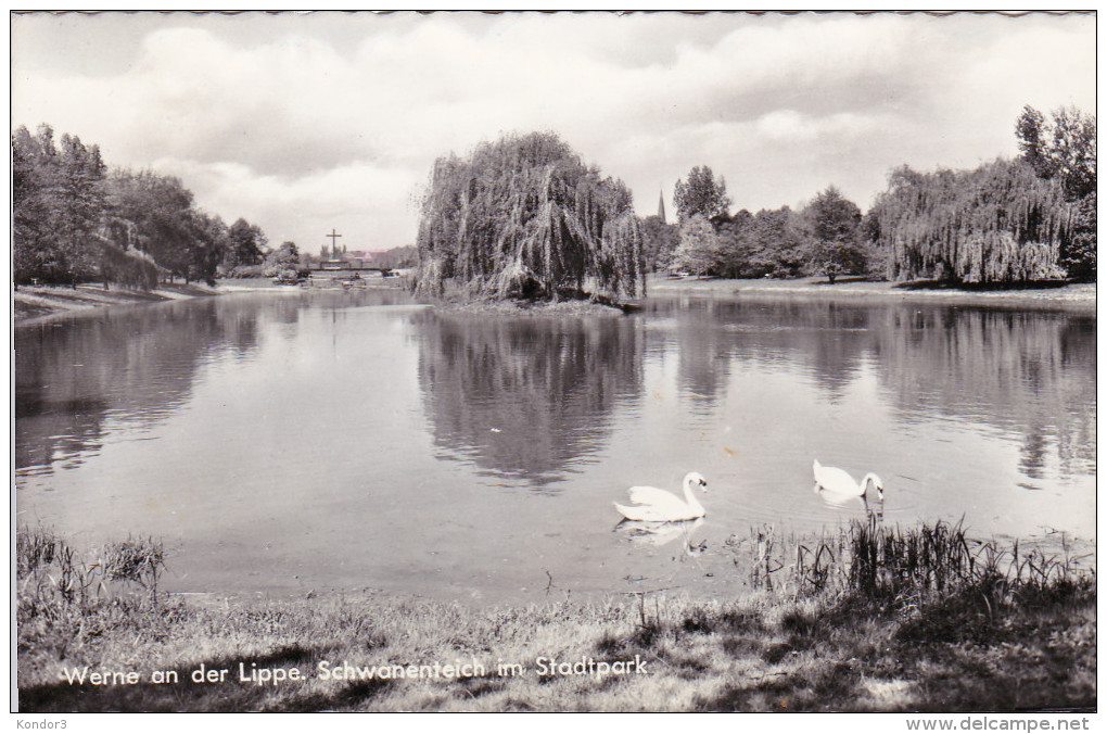 Werne An Der Lippe. Schwanenteich Im Stadtpark - Werne