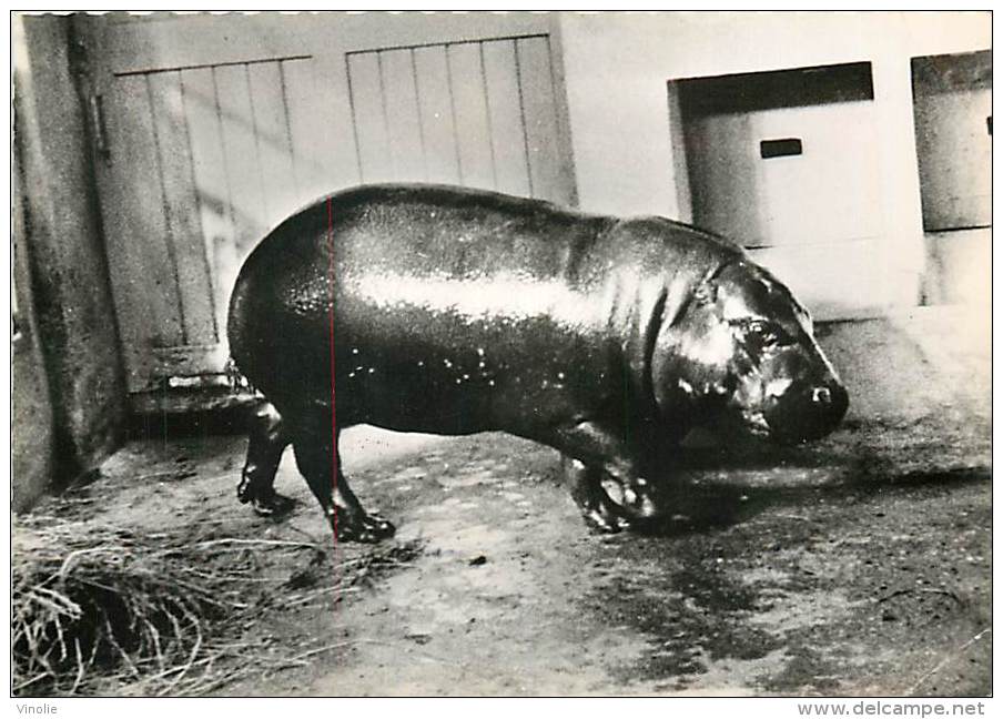 B16-0222 :  HIPPOPOTAME NAIN DU LIBERIA - Hippopotames