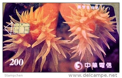 Taiwan Telephone IC Card Coral (I)  Marine Life Fauna - Taiwan (Formosa)