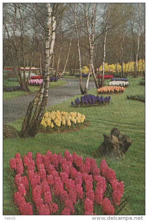 KEUKENHOF LISSE HOLLAND - Lisse