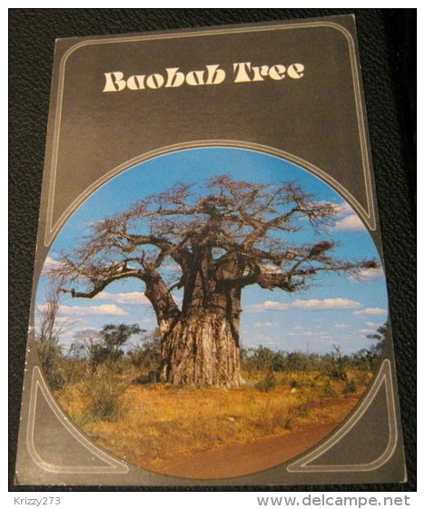 South Africa Baobab Tree - W Knirr - Unused - Arbres