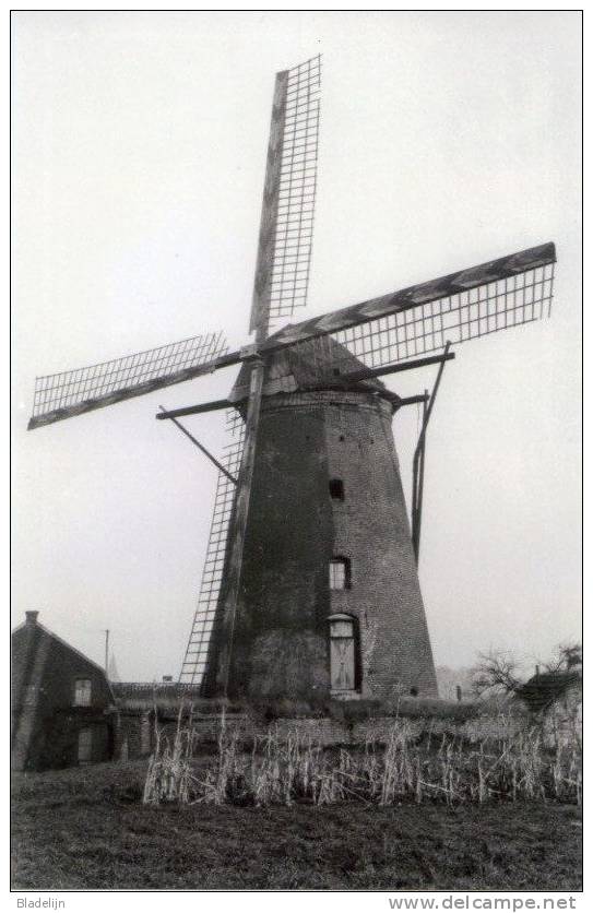 Ophoven Bij KINROOI (Limburg) - Molen/moulin - Maxikaart Van De Verdwenen Molen De Korenbloem In 1944. TOP! - Kinrooi