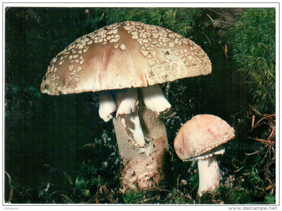 CPSM CHAMPIGNON AMANITE VINEUSE COMESTIBLE - Champignons