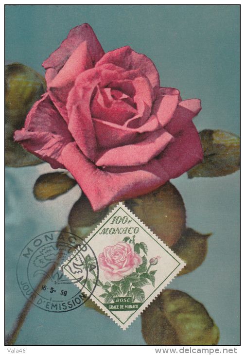 MONACO  THEME ROSE  N° 522     ROSE GRACE DE MONACO - Rose