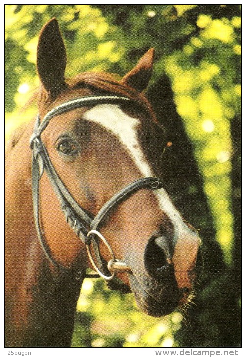 HORSES / PFERDE / CHEVAUX /  POSTCARD UNUSED     Size XL ( H  3127  / - Pferde