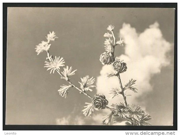 LÄRCHEN Mélèzes Larches Larici Alerces Baum Tree 1935 - Trees