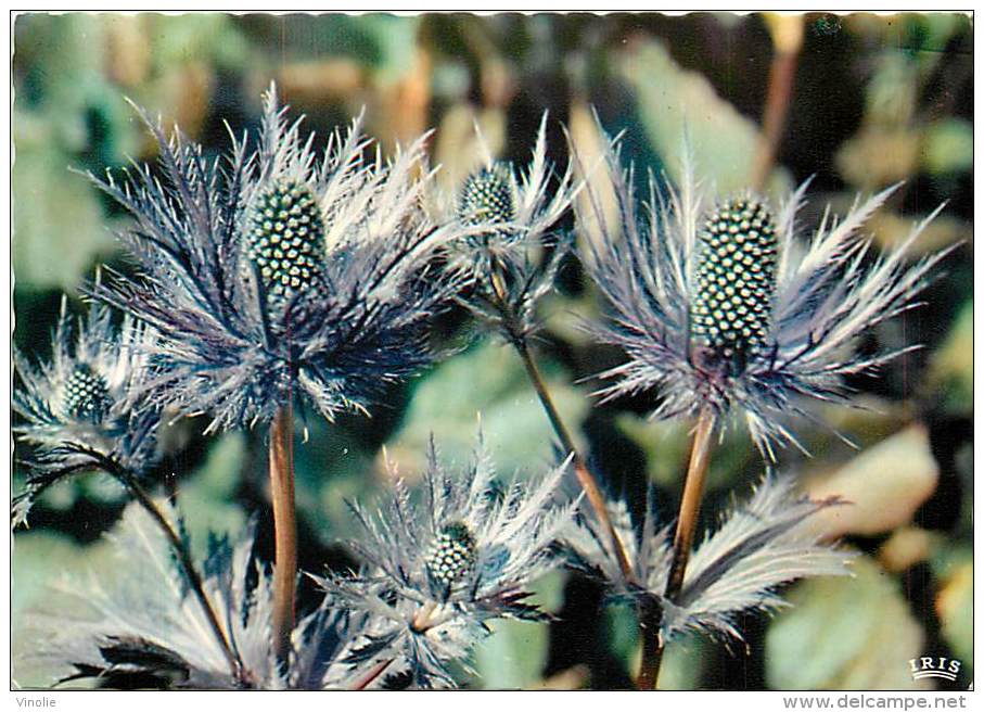 B16-0317  : FLORE DE MONTAGNE PANICAUT REINE DES ALPES ERYNGIUM ALPINIUM - Medicinal Plants