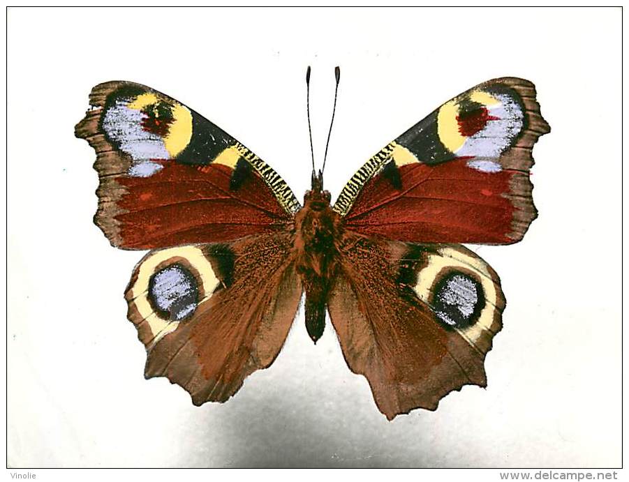 B16-0325  : PAPILLON   NYMPHALIS IO  EUROPE - Butterflies