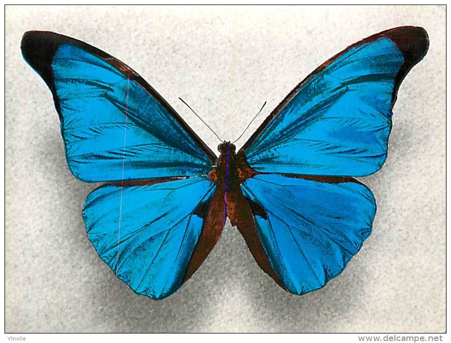 B16-0331  : PAPILLON  MORPHO RHETENOR  GUYANE - Papillons