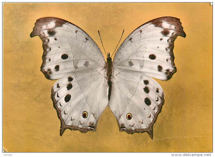 B16-0335  : PAPILLON  SALAMIS AETHIOPICA  AFRIQUE CENTRALE - Papillons