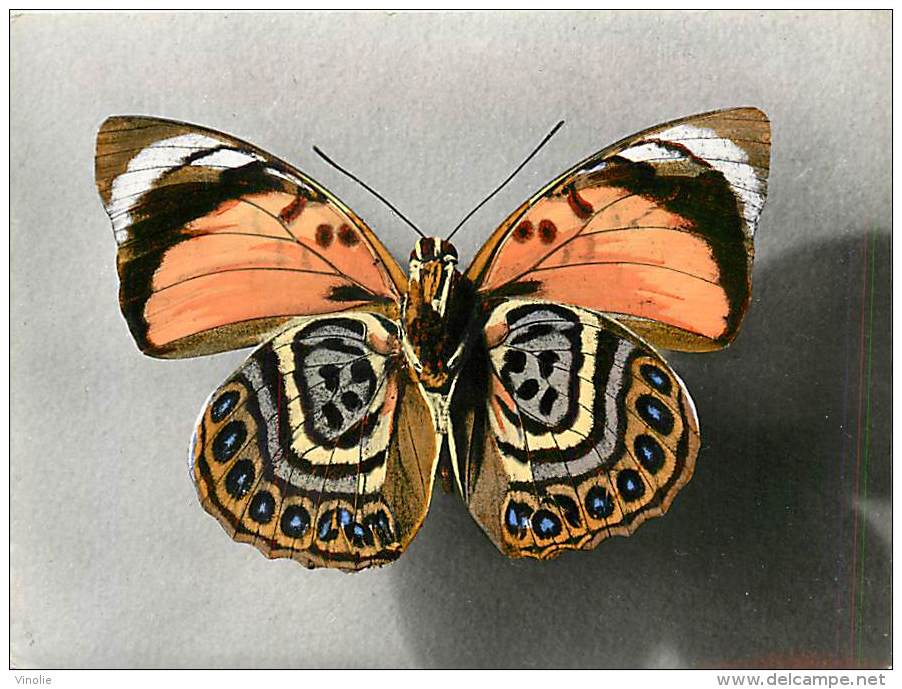 B16-0349  : PAPILLON  AGRIAS SP. AMERIQUE TROPICALE - Papillons