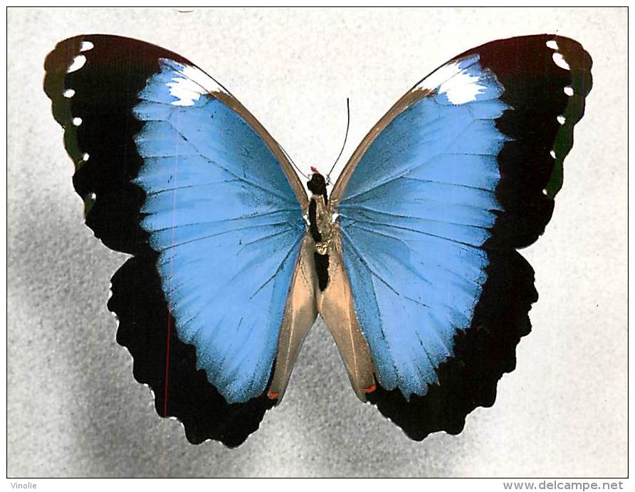 B16-0350  : PAPILLON  MORPHO ACHILLEANA AMERIQUE DU SUD - Papillons