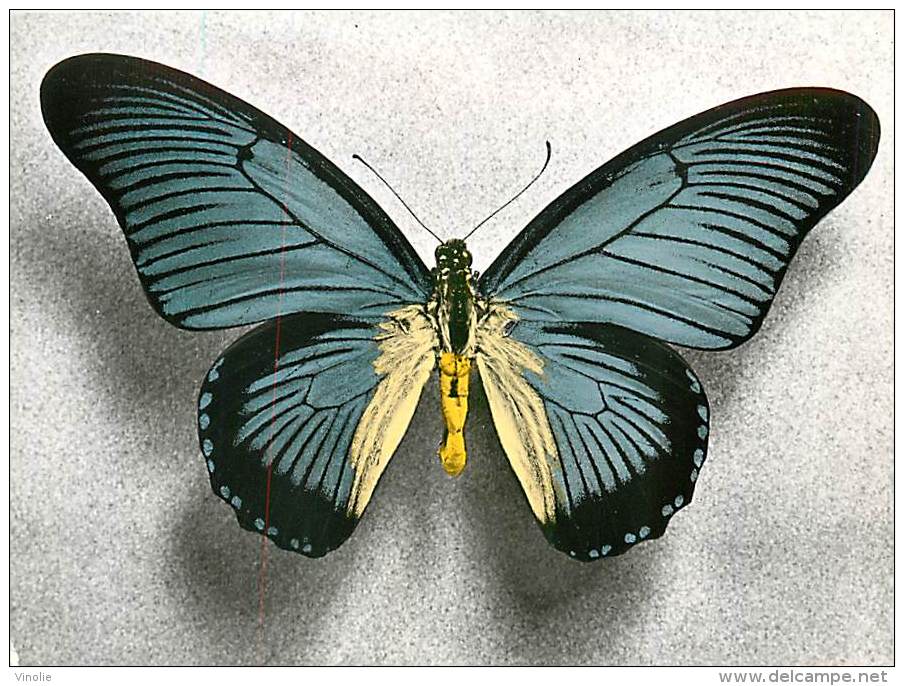 B16-0351  : PAPILLON  PAPILIO ZATMOXIS  CAMEROUN - Papillons