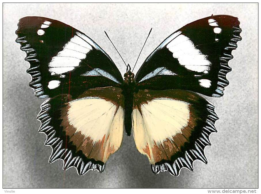 B16-0352  : PAPILLON  HYPOLIMNAS DEXITHEA MADAGASCAR - Papillons